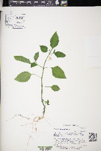 Solanum ptychanthum image