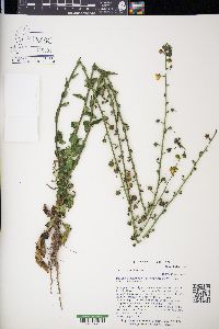 Verbascum blattaria image