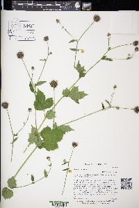 Geum urbanum image