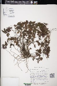 Geranium robertianum image