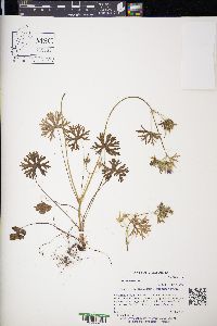 Geranium dissectum image