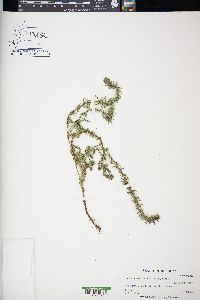 Verbena bracteata image