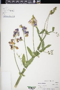 Lathyrus latifolius image