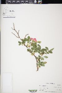 Rosa arkansana image