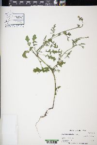 Sisymbrium officinale image