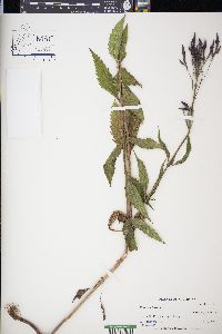 Verbena hastata image