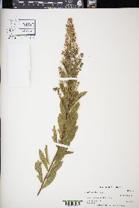 Spiraea alba image