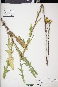 Sonchus arvensis image