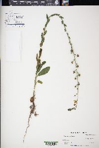 Verbascum blattaria image