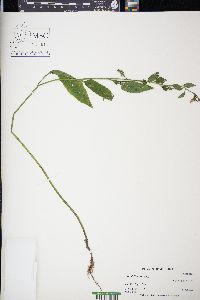 Chondrilla juncea image