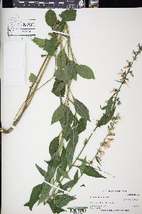 Campanulastrum americanum image