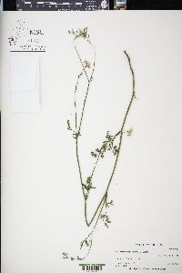 Anthriscus sylvestris image