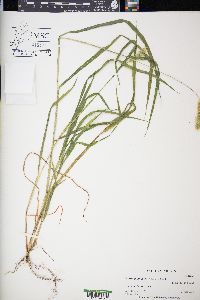 Setaria pumila image