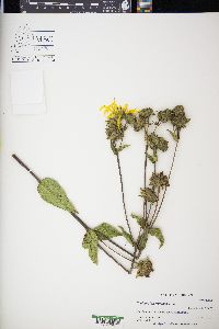 Silphium integrifolium image