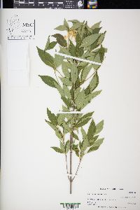 Cornus racemosa image