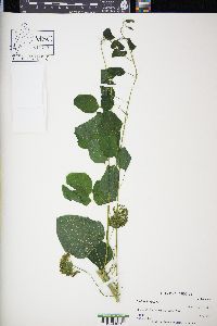 Smilax herbacea image