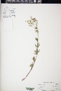 Potentilla argentea image