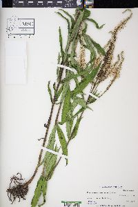 Veronicastrum virginicum image