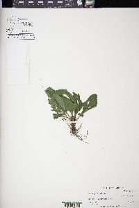 Plantago rugelii image