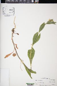 Silene dichotoma image