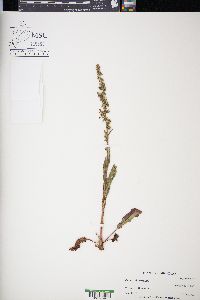 Rumex obtusifolius image