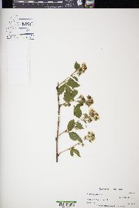 Rubus argutus image