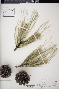 Pinus ponderosa image