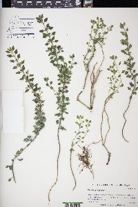 Teucrium chamaedrys image