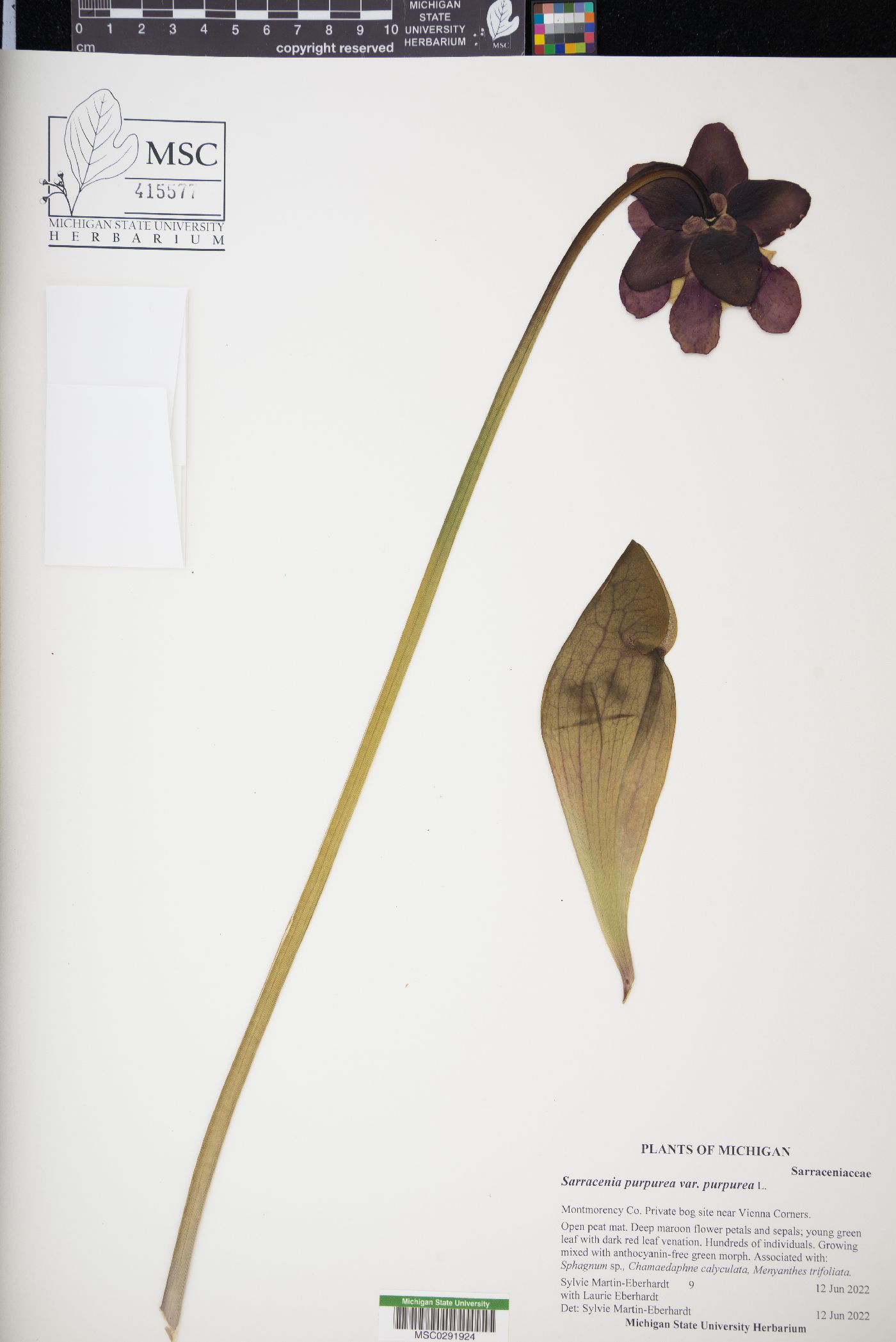 Sarracenia purpurea var. purpurea image