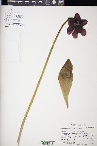 Sarracenia purpurea image