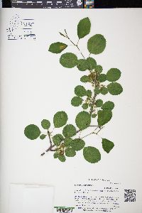 Rhamnus cathartica image