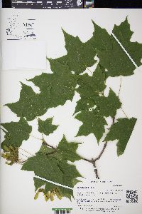 Acer nigrum image