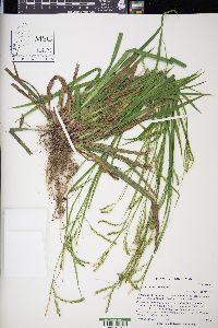 Carex arctata image