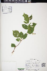 Corylus cornuta image