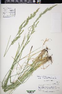 Lolium arundinaceum image