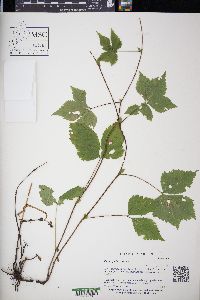 Rubus pubescens image