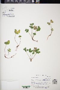 Oxalis acetosella image