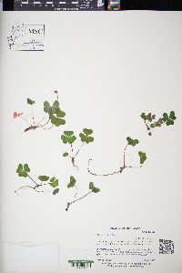 Oxalis acetosella image