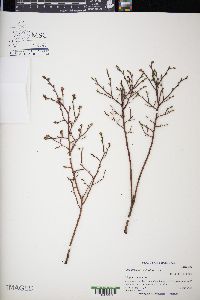 Vaccinium angustifolium image