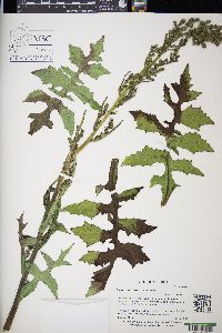 Lactuca biennis image