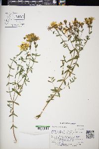 Hypericum perforatum image