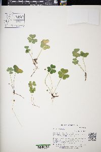 Oxalis acetosella image