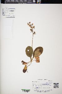 Pyrola elliptica image