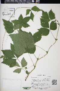 Rubus pubescens image