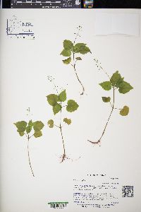 Circaea alpina image