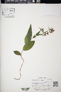 Epipactis helleborine image