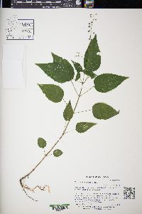 Circaea canadensis image