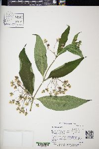 Asclepias exaltata image