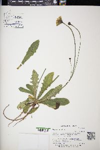 Hypochaeris radicata image