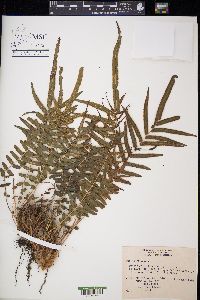 Pteris vittata image